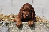 SETTER IRLANDAIS 180